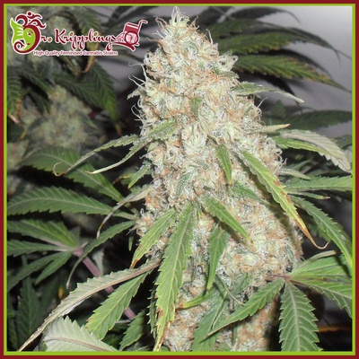 Dr. Krippling Seeds Kripple Roulette semena neobsahují THC 5 ks