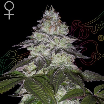 Green House Seed Milky Dreams semienka neobsahujú THC 1 + 1 ks Milky Dreams