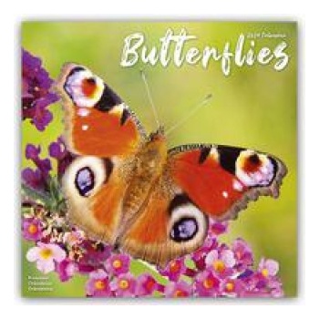 Butterflies Square Butterfly Wall 16 Month 2024