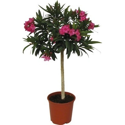Oleander na kmeni FloraSelf Nerium oleander výška 60-80 cm kvetináč Ø 20 cm