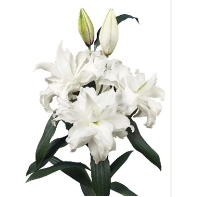 Lilie OR DU ROSELILY ANGELA 75 cm / 3+