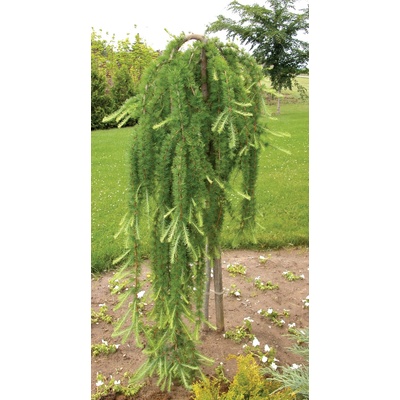 Smrekovec opadavý (Larix decidua ‘Pendula’) na kmieniku 100-130cm