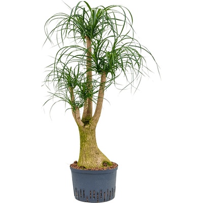 Beaucarnea recurvata Branched 28/19 v. 130 cm