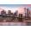 Educa - Puzzle Brooklyn Bridge, New York neon - 1 000 piese