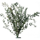Broom Fleuri