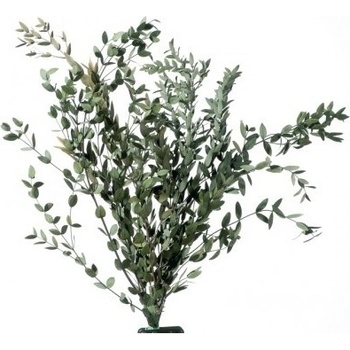 Broom Fleuri