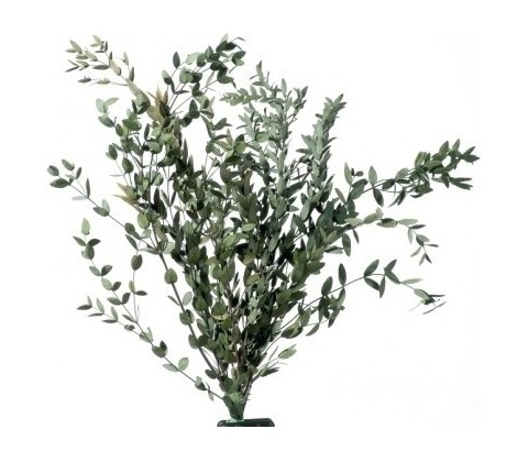 Broom Fleuri