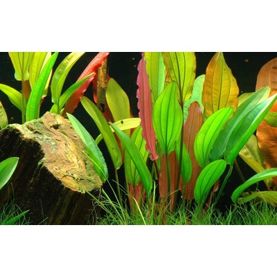 Echinodorus Red Diamond