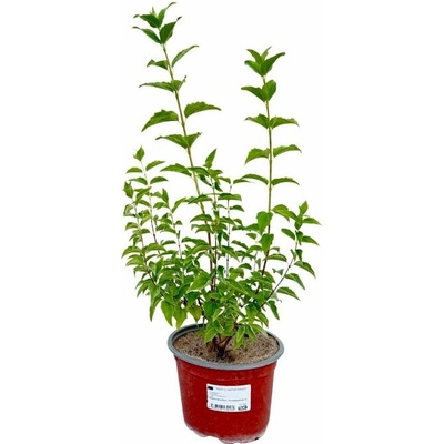 Pajazmín Belle Etoile 30-40 cm - Philadelphus kont. 2 l