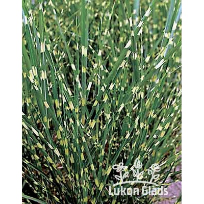 Miscanthus sinensis strictus - ozdobnice čínská