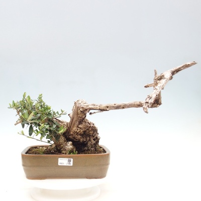 e-bonsai Pokojová bonsai - Olea europaea sylvestris -Oliva evropská drobnolistá