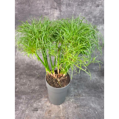 Cyperus Papyrus 17 cm (Papyrus šáchor s elegantními zelenými deštníčky)