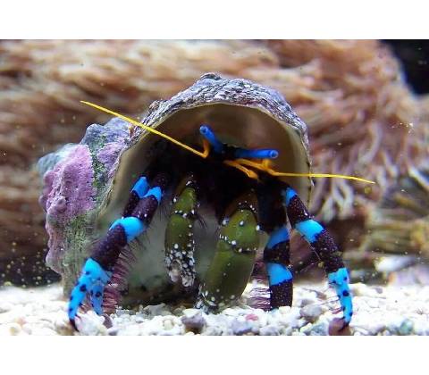 Calcinus elegans