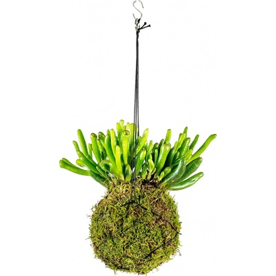 Gardners Kokedama Crassula (M) Krasule, Tlustice, Strom života 1 ks