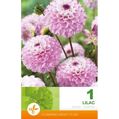 Seklos Далия (Гергина) Помпон Люляк- 1 бр луковицa