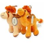 SUN-DAY Camel
