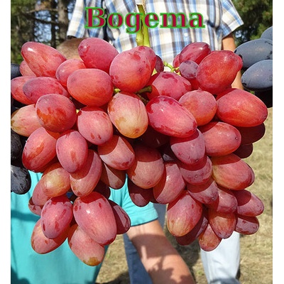 Vinič Bogema stolové, vrúbľovaná sadenica