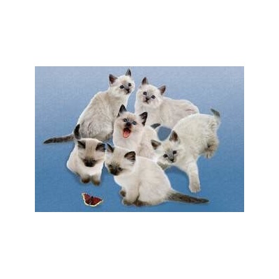 Clementoni Butterfly Cats 500 dielov