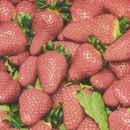 PAW servítky L Raw Strawberries 33x33cm
