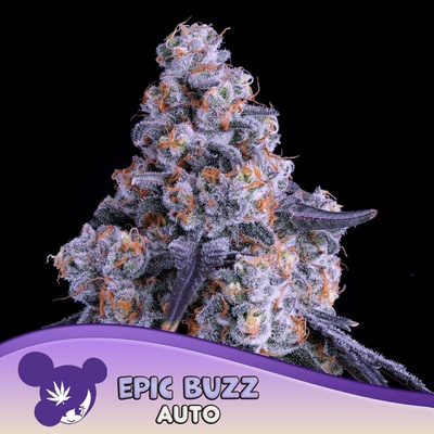 Anesia Seeds Epic Buzz semena neobsahují THC 10 ks