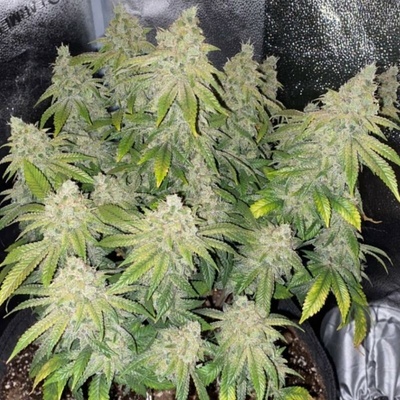The Cali Connection Deadhead OG Auto semienka neobsahujú THC 6 ks
