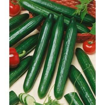 Uhorka šalátová Marta F1