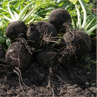 BIO reďkovka čierna guľatá - Raphanus sativus - bio semená reďkovky - 45 ks