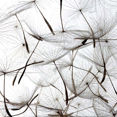 Dimex L-552 vliesová fototapeta na zeď Dandelion rozměry 220 x 220 cm