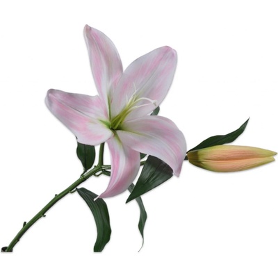 Lilie-lilium růžová V69 cm