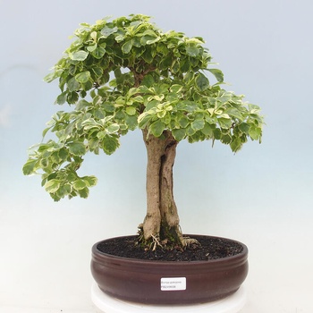 pre bonsai kiefer BONSAI KIEFER – Claudia Bias Design