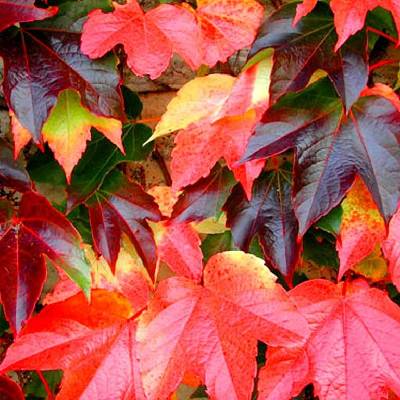 Prisavnik Trojcipy Prodej (prisavníku trojcípého, Parthenocissus tricuspidata, často širší, odborné poradenství) Prisavnik Trojcipy Prodej