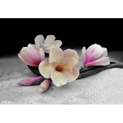 Magnolie 1 deska 100x50
