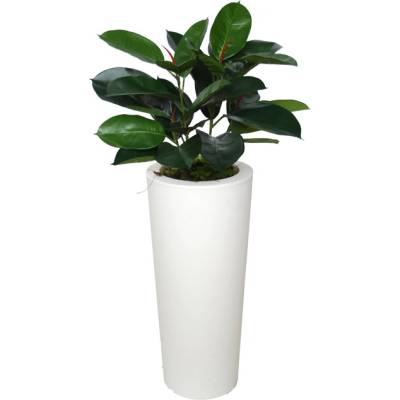 ILA Umělá rostlina Fikus Elastica Bush (60cm)