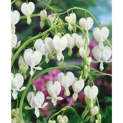 Srdcovka nádherná 'Spectabilis Alba' 1 ks