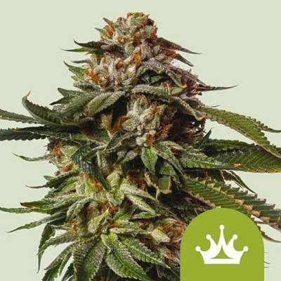 Royal Queen Seeds Special Queen #1 Auto semena neobsahují THC 5 ks