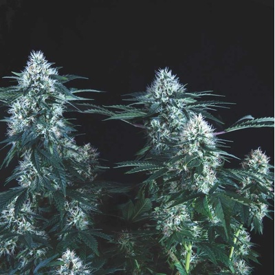 Pyramid Seeds Tutankhamon Fast semienka neobsahujú THC 5 ks