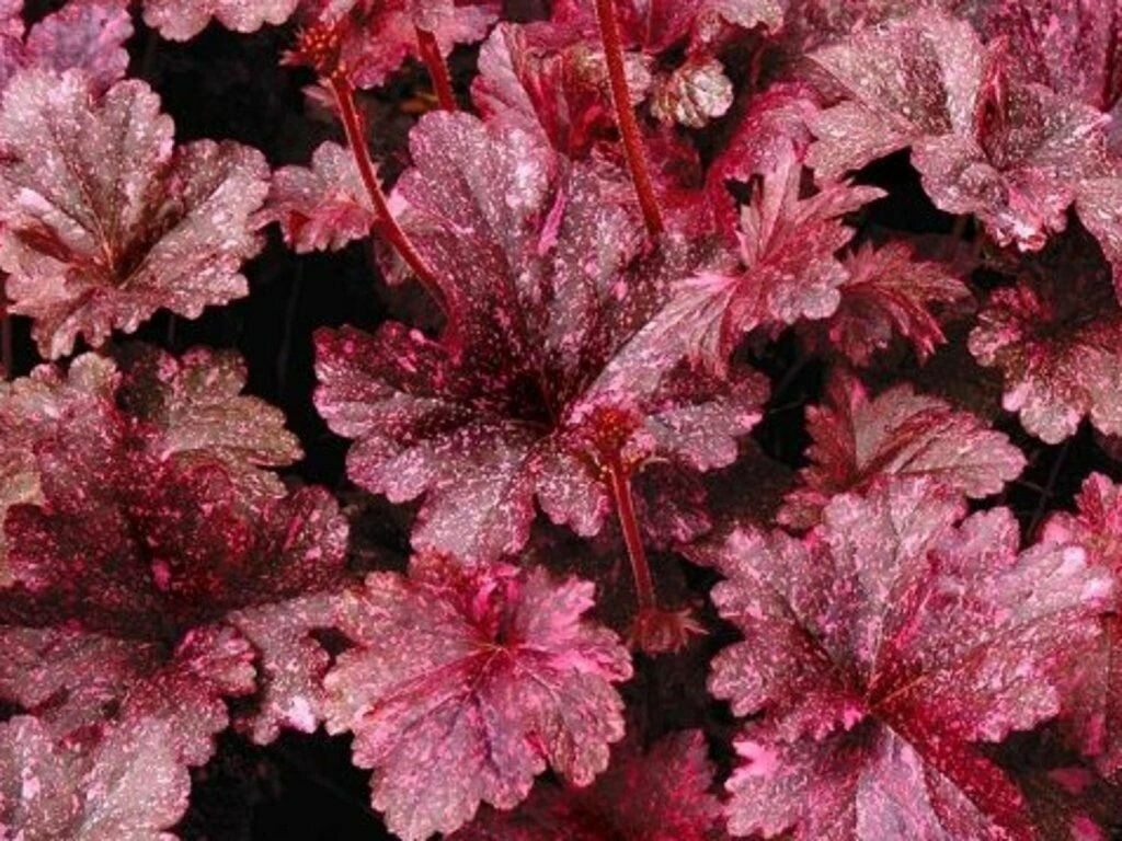 Heuchera Midnight Rose Select