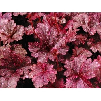 Heuchera Midnight Rose Select