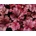 Heuchera Midnight Rose Select