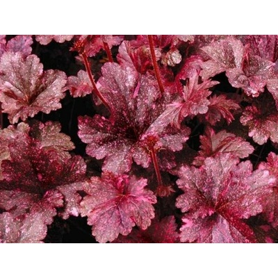 Heuchera Midnight Rose Select