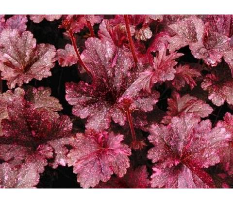 Heuchera Midnight Rose Select