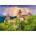 Enjoy - Puzzle Dracula's Castle, Bran - 1 000 piese