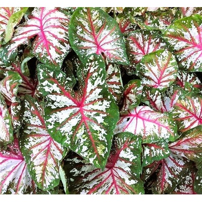 Caladium TAPESTRY kaládie andělská křídla
