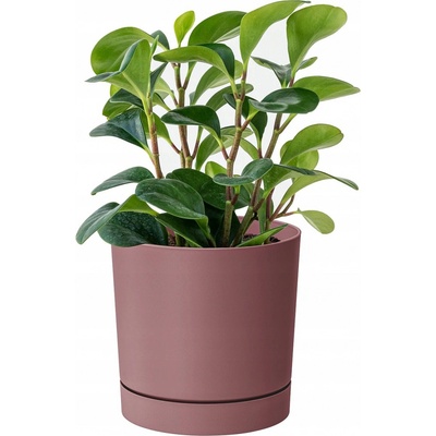 Prosperplast Květináč 35 x 35 x 32 cm plast béžový