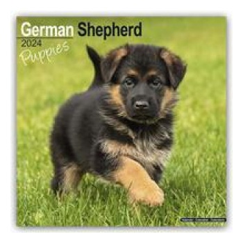 German Shepherd Puppies Square Dog Puppy Breed Wall 16 Month 2024