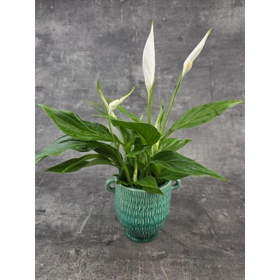 Spathiphyllum Pearl Cupido 9 cm