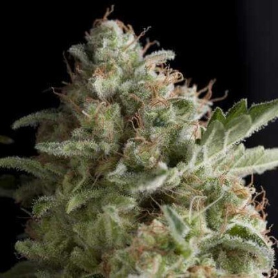 Pyramid Seeds American Pie semienka neobsahujú THC 3 ks