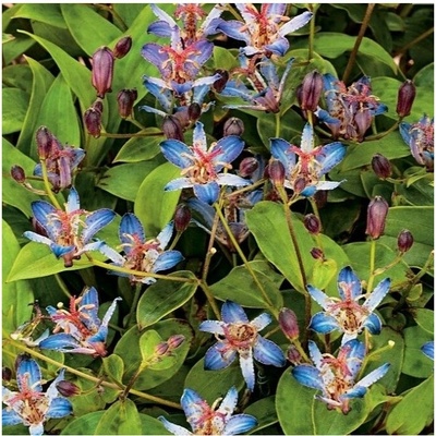 Liliovka srstnatá Tojen Tricyrtis hirta prostokořenné sazenice liliovky 1 ks
