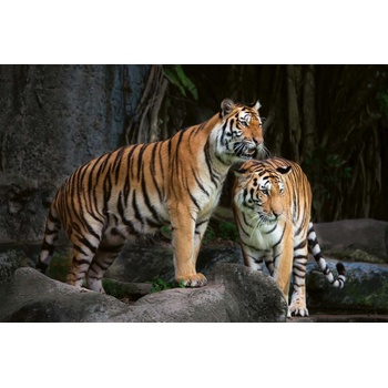 DIMEX ART s. r. o Флизелинов фототапет индийски тигър 375 x 250 см