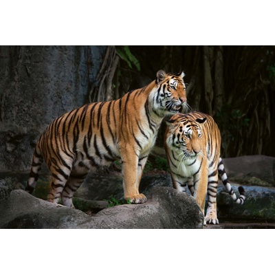 DIMEX ART Флизелинов фототапет индийски тигър 375 x 250 см